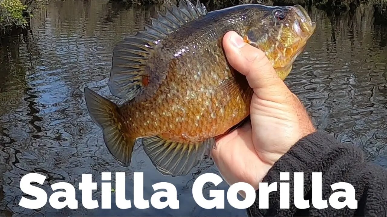 Satilla River Panfish Blast!