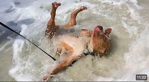 When Your Dog First Encounters with the Ocean! 😂 Funny Dogs and Water