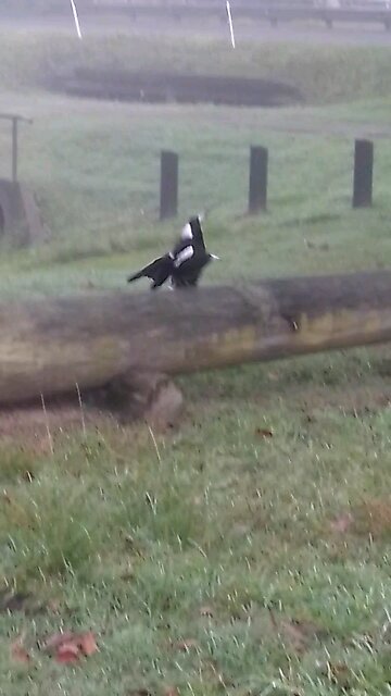 Misty Morning Magpies #2