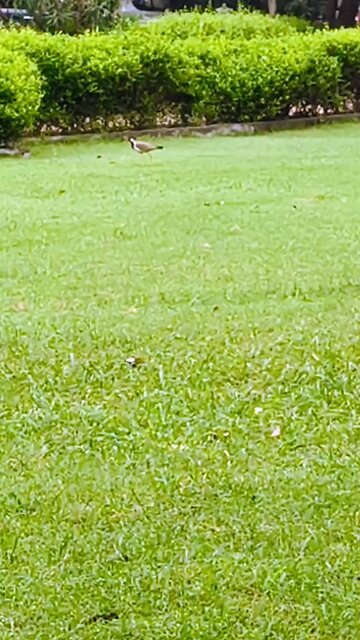 "🐦 The Alarm Bird! Red-Wattled Lapwing’s Secret Life & Call #WildlifeWonder #BirdWatching"