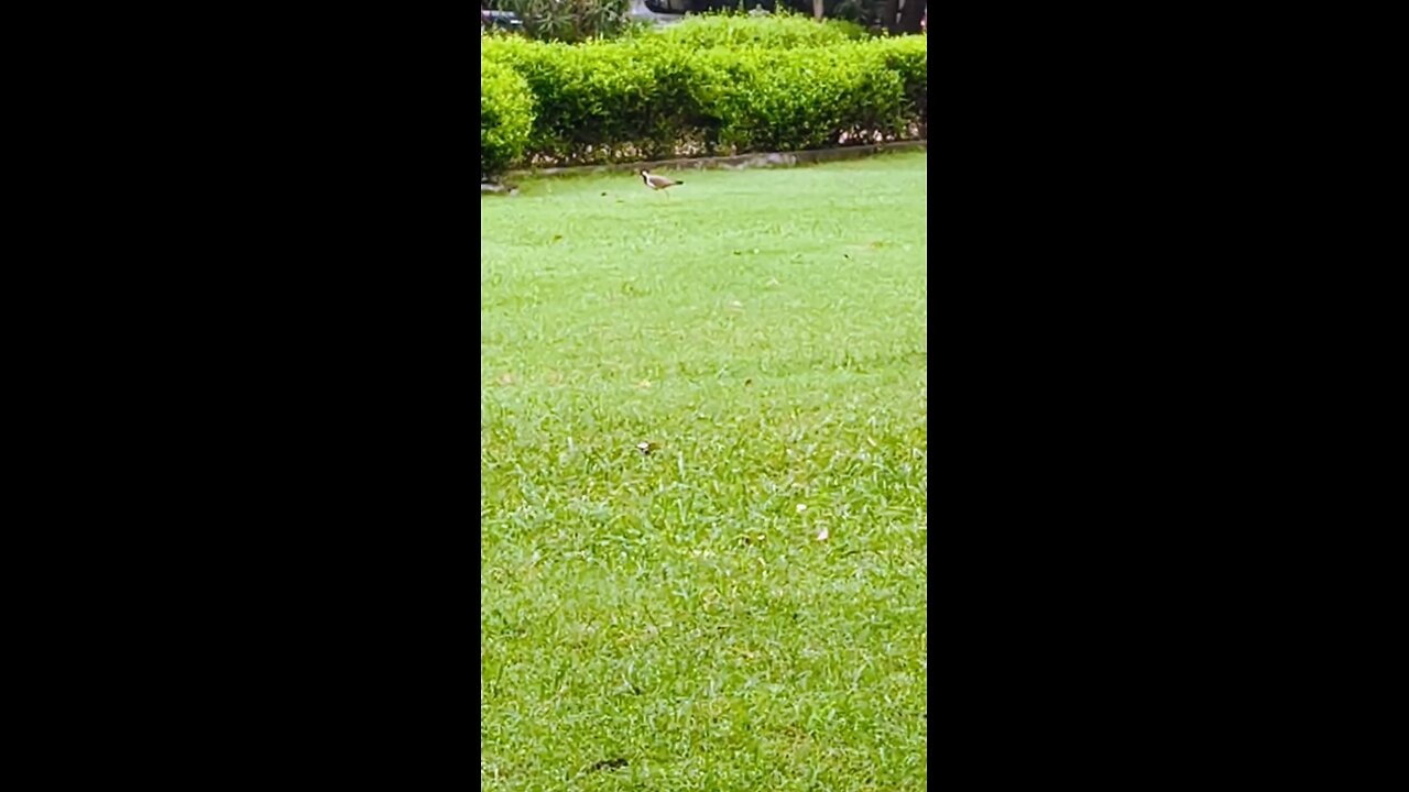 "🐦 The Alarm Bird! Red-Wattled Lapwing’s Secret Life & Call #WildlifeWonder #BirdWatching"