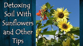 Sunflowers for Detoxing Soil and Other Tips