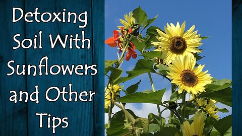 Sunflowers for Detoxing Soil and Other Tips