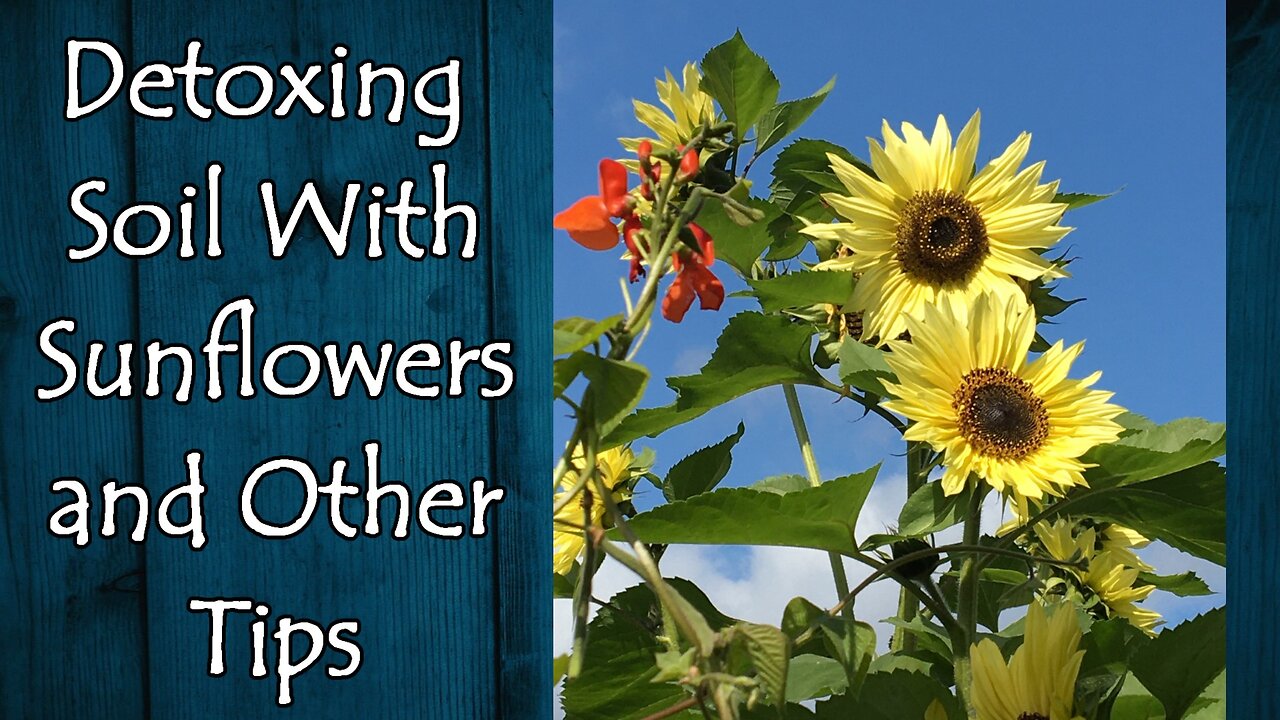 Sunflowers for Detoxing Soil and Other Tips