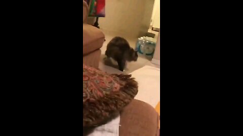 funny cat