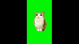 Meowl | Green Screen #meowl #cat #owl #meme #cute #newsoul #fyp