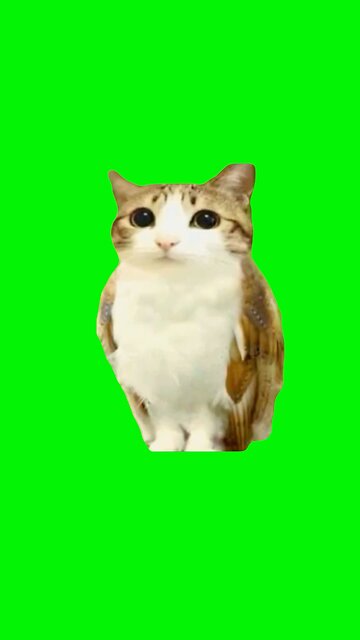 Meowl | Green Screen #meowl #cat #owl #meme #cute #newsoul #fyp
