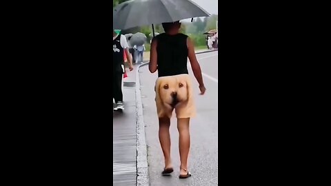 Try not to laugh #funny videos