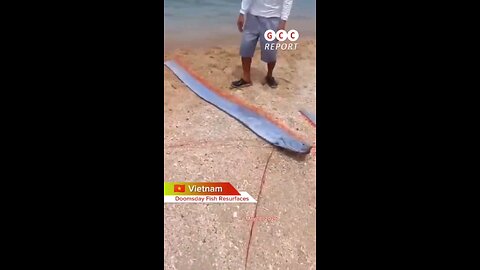 #Vietnam #Oarfish #EarthquakeSigns #SeismicActivity #DeepSeaMystery #weather #climate #anomaly