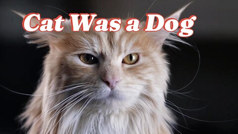What If a Cat Was a Dog? 🐱🐶 Hilarious Transformation! 😂 #CatVsDog #FunnyPets
