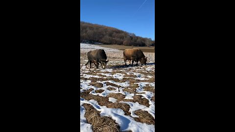 Lepota od Škrbića vs Brizan od Dumana