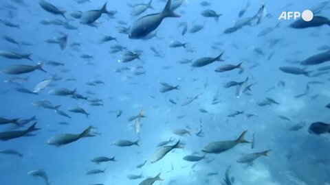 UN Ocean Conference : A turning point for the World's Oceans?