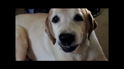 Dog Hates the Word "Paw" (Andrew Blaze - Randy Stair)