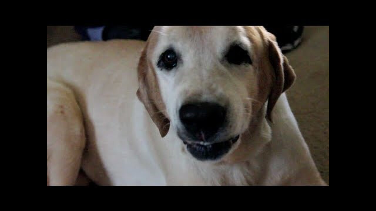 Dog Hates the Word "Paw" (Andrew Blaze - Randy Stair)