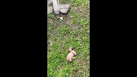 Couldn't Just Walk By! Rescuing a Freezing Puppy ❄️ | His Reaction is Priceless 🥺