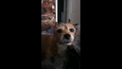 my dog thinks she's a snake
