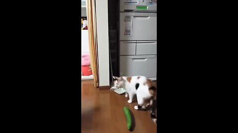 cat and cucumbers