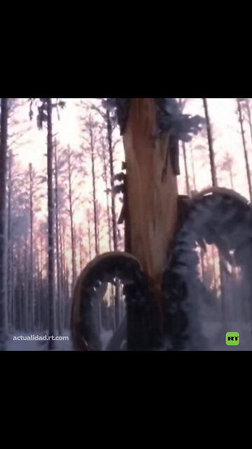 Árboles que explotan por el frío extremo