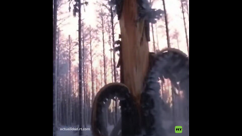 Árboles que explotan por el frío extremo