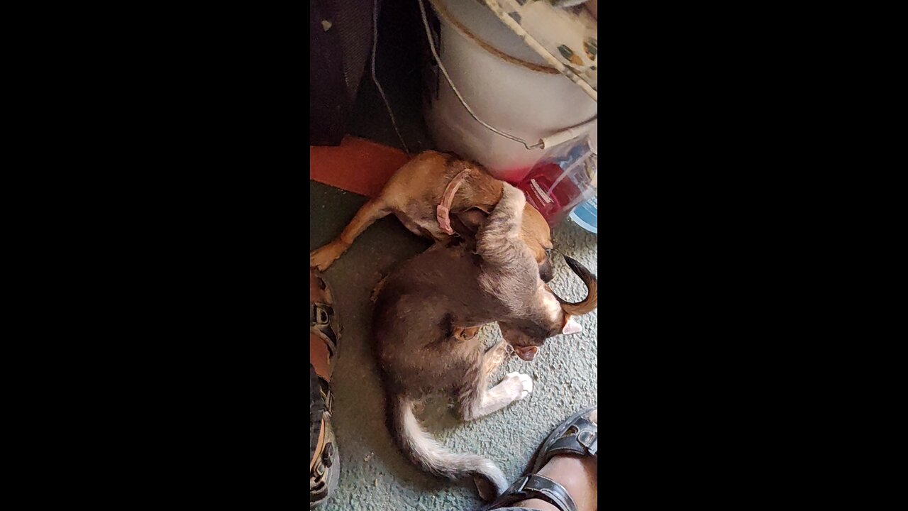 Cat vs Dog