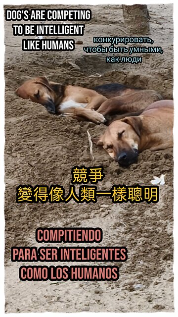 Full of energy and mischief, this pup is turning the grass into an adventure zone! #DogLife