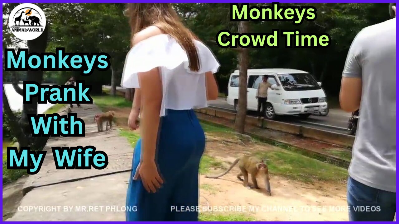 Funny Monkeys Dance With His Wfe 2024