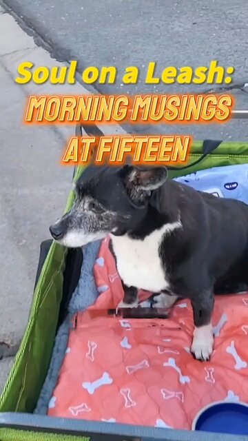 Soul on a Leash: Morning Musings at Fifteen