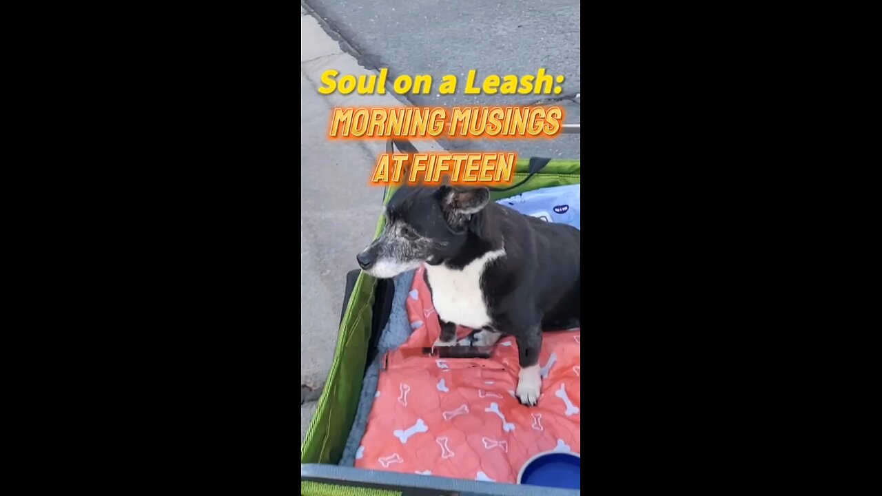 Soul on a Leash: Morning Musings at Fifteen