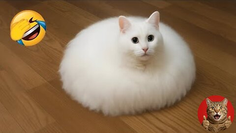 Funny & Cute Cat Video 2025 🐱 | Adorable Kitten Moments That Will Make You Smile