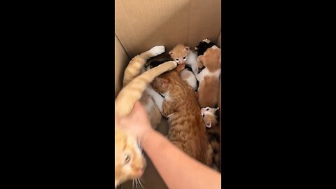 Penyusup Diantara Kucing dan Anak Kucing