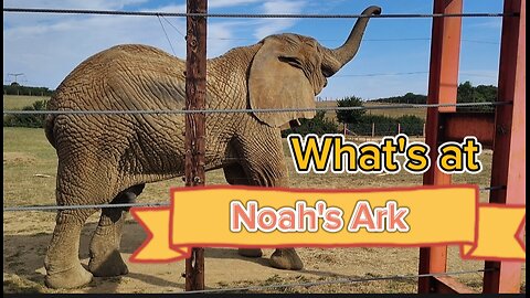 What's At Noah's Ark?