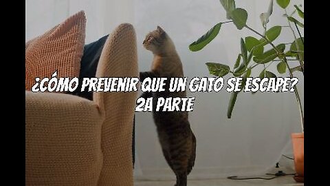 Como prevenir que un gato se escape Parte02