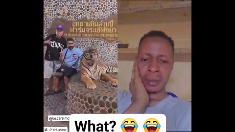 Don't play with a Wild Cat 😺 🐈 😂😂