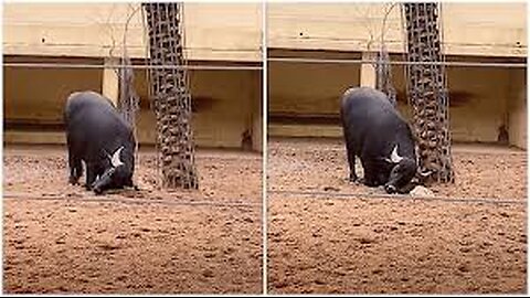 Buffalo saves flipped tortoise