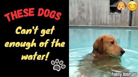 "These Dogs: Can't get enough of the water!"