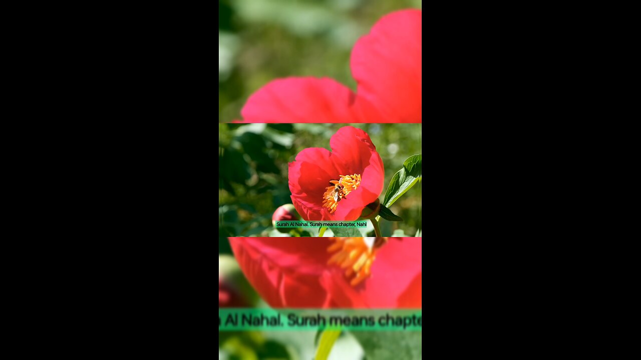 the bees from Quran