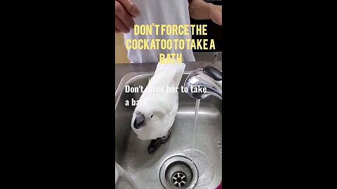 Why You Should Never Force a Cockatoo to Take a Bath