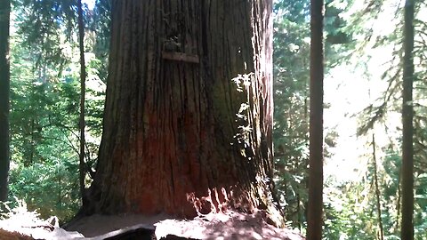 Redwood Forest