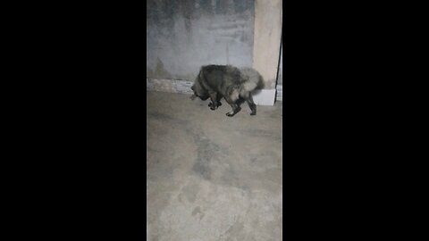 Great dog