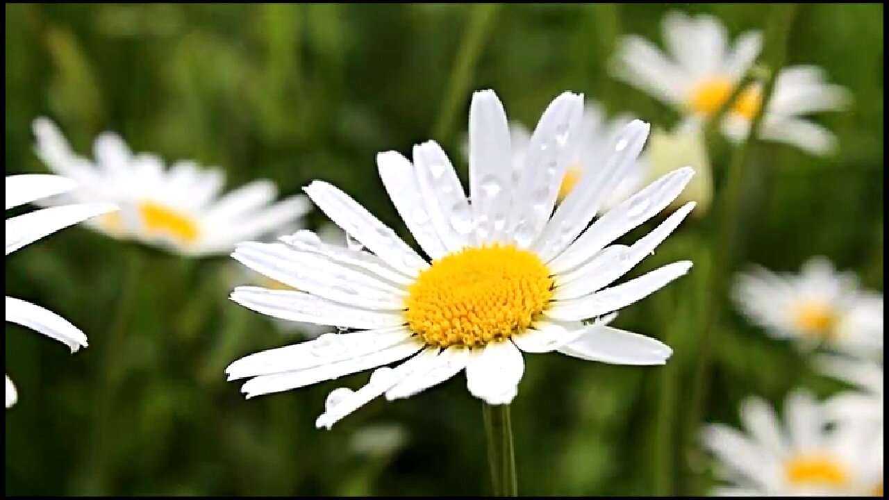 RELAXING MUSIC AND BEAUTIFUL BLOOMING FLOWERS 🌼