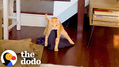 Cat Brings Emotional Support Blankies Everywhere He Goes | The Dodo