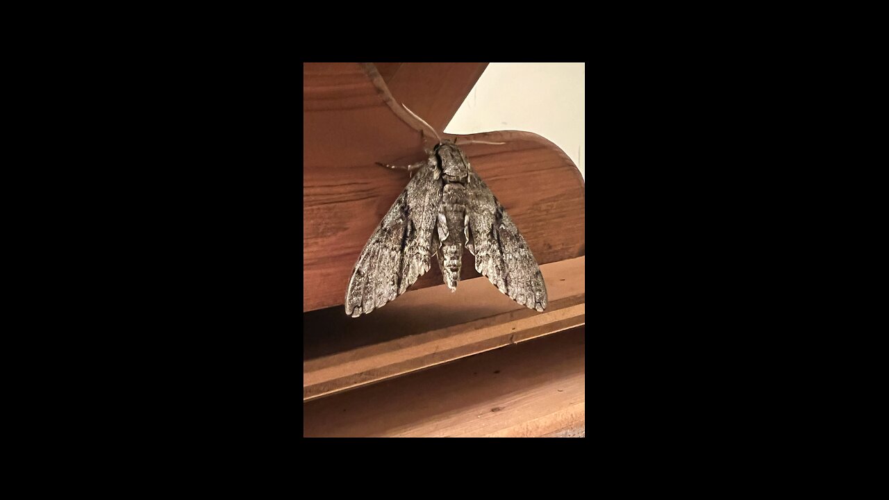 Ash Sphinx Moth