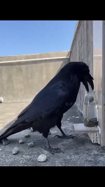 RAVENS ARE THE SMARTEST BIRDS💧🚰🐦‍⬛📸 IN THE WORLD🪽💦🥛🐦‍⬛💫