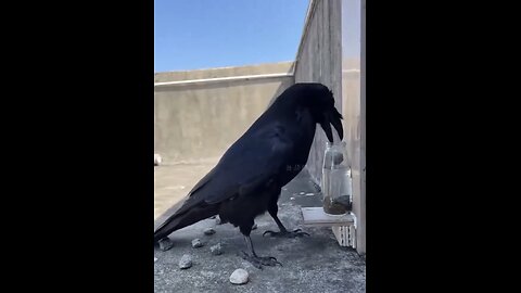 RAVENS ARE THE SMARTEST BIRDS💧🚰🐦‍⬛📸 IN THE WORLD🪽💦🥛🐦‍⬛💫