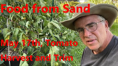 May 17th Tomato Harvest and Trim