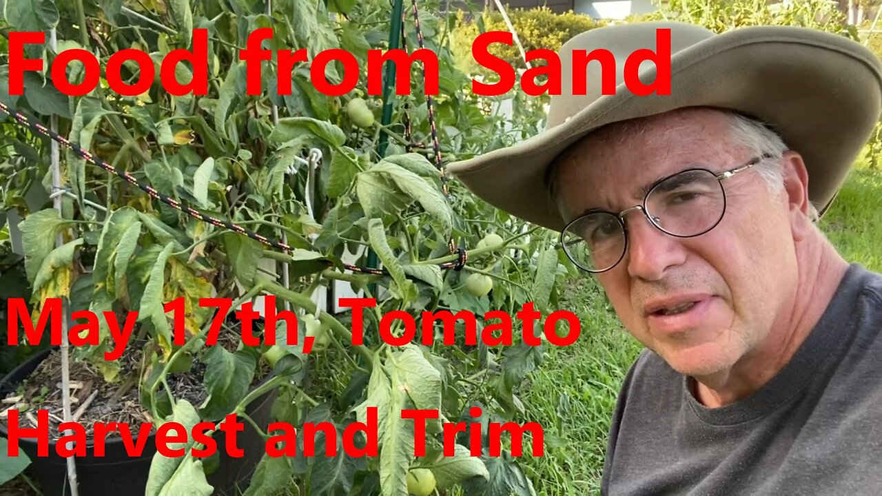 May 17th Tomato Harvest and Trim