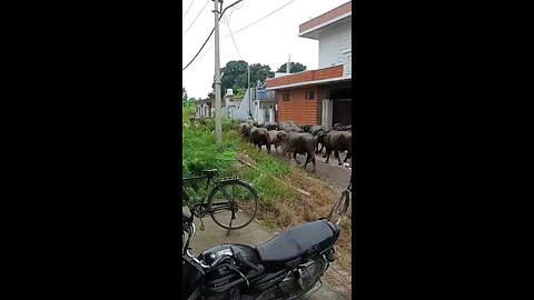 satisfying Video