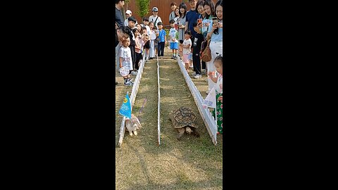 The story of the hare and the tortoise proved to be true 😱