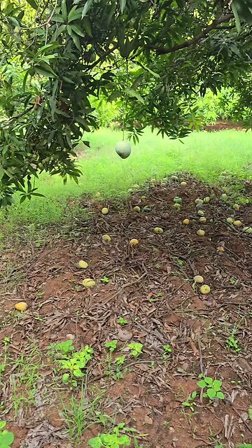our mango farm