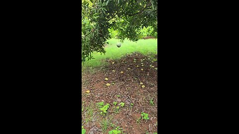 our mango farm